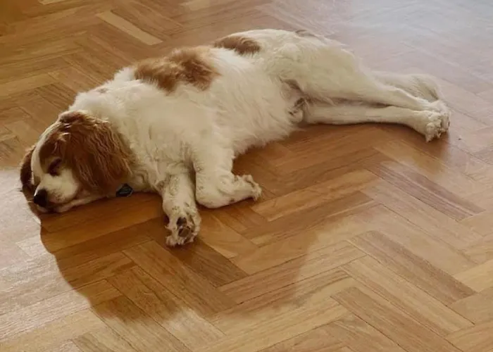 Spacious Old Town Apt, 3 Rooms, Sleeps 6-7 Lejlighed